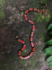 Micrurus browni