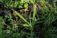 Freesia laxa