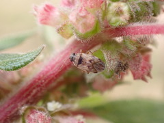 Hyalochilus ovatulus