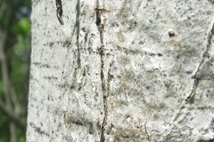 Gomphaeschna furcillata