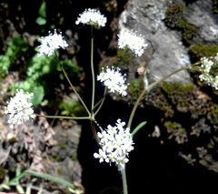 Conopodium glaberrimum