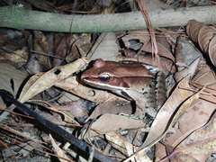 Lithobates sierramadrensis