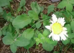 Bellis sylvestris