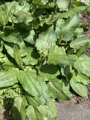 Rumex obtusifolius