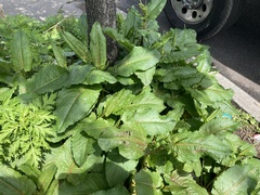 Rumex obtusifolius