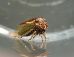 Ilithucia centrotoides