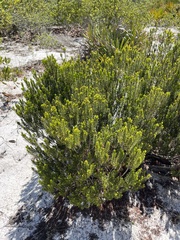 Ceratiola ericoides image