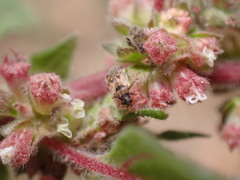 Hyalochilus ovatulus