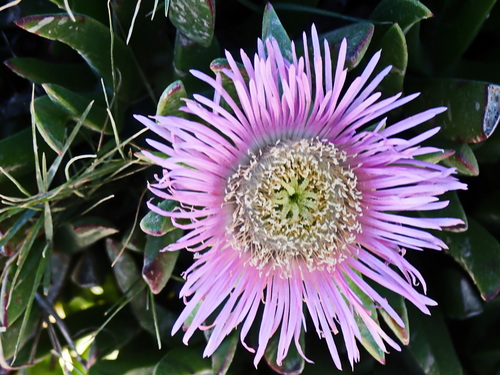 Carpobrotus mellei (Carpobrotus mellei)