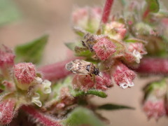 Hyalochilus ovatulus