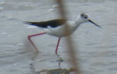 Himantopus himantopus