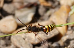Nomada lathburiana