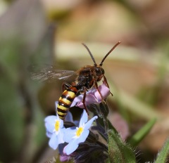 Nomada lathburiana