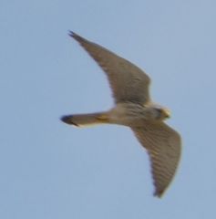 Falco tinnunculus