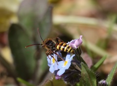 Nomada lathburiana