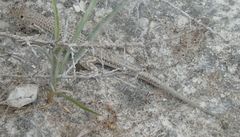 Acanthodactylus schreiberi