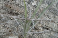 Acanthodactylus schreiberi