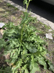 Rumex crispus