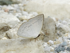 Curetis santana