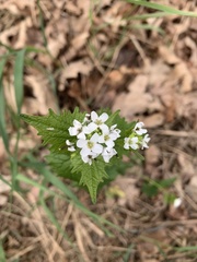 Alliaria petiolata