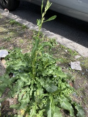 Rumex crispus