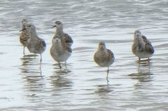 Calidris pugnax
