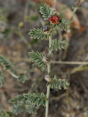 Indigofera linnaei