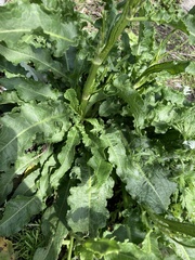 Rumex crispus