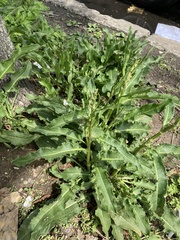 Rumex crispus