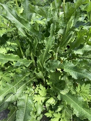 Rumex crispus