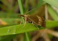 Chrysocrambus linetella