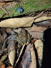 Craugastor rugulosus