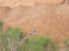 Muscicapa striata