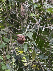 Marcgravia rectiflora