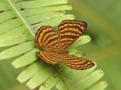 Zemeros emesoides