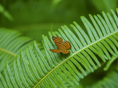Zemeros emesoides