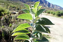 Stirtonanthus taylorianus