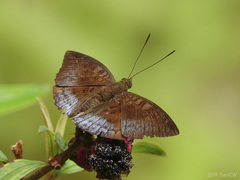 Euthalia monina