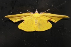 Corymica spatiosa