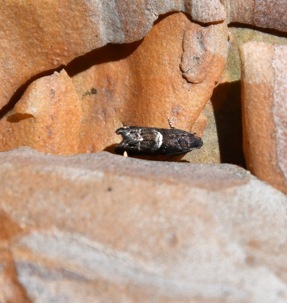 Pine-bark Piercer