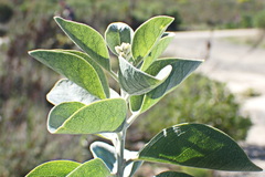 Stirtonanthus taylorianus