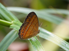 Mycalesis patiana