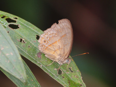 Mycalesis patiana