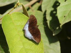 Tanaecia iapis