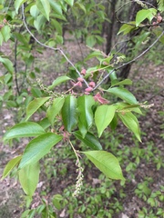 Prunus serotina