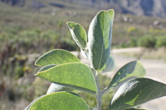 Stirtonanthus taylorianus