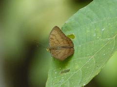 Euthalia kanda