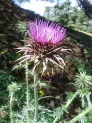 Carduus macrocephalus