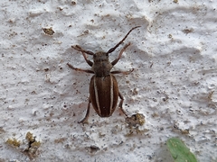 Neodorcadion bilineatum