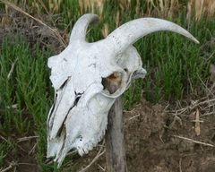 Ovis aries